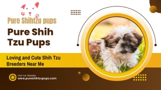 Choose A Beautiful Shih Tzu Puppy Black And Smart