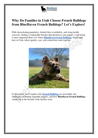 Why Do Families in Utah Choose French Bulldogs from BlueHaven French Bulldogs Let’s Explore