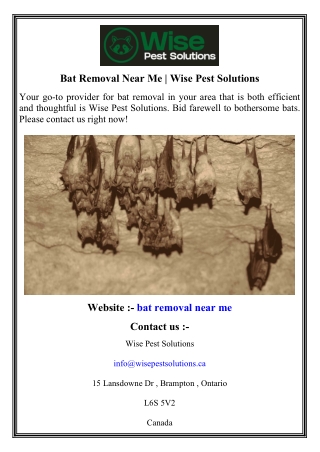 Bat Removal Near Me   Wise Pest Solutions
