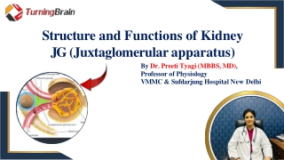 Juxtaglomerular Apparatus (JGA) – Structure & Functions of the Kidney