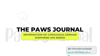 Chihuahua German Shepherd Mix