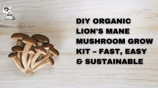 DIY Organic Lion's Mane Mushroom Grow Kit – Fast, Easy & Sustainable