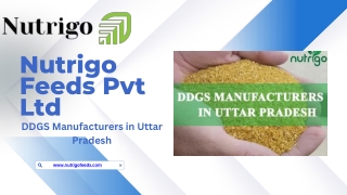 DDGS Manufacturers in Uttar Pradesh