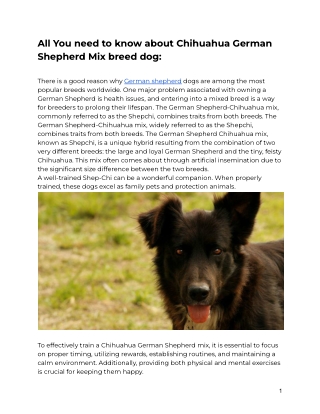 All You need to know about Chihuahua German Shepherd Mix breed dog_