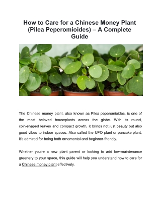 How to Care for Chinese Money Plant | Pilea Peperomioides Tips