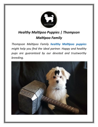 Healthy Maltipoo Puppies | Thompson Maltipoo Family