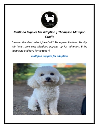 Maltipoo Puppies For Adoption | Thompson Maltipoo Family