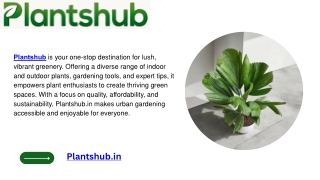 Indoor Plants Online Shopping – Buy Healthy Plants for Your Home or Office