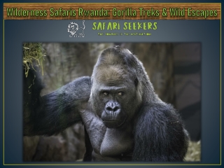 Wilderness Safaris Rwanda Gorilla Treks & Wild Escapes