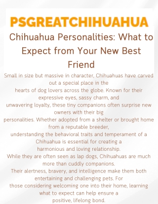 Chihuahua Personalities & Responsible Adoption – Avoiding Scams and Finding Trusted Breeders in Alabama