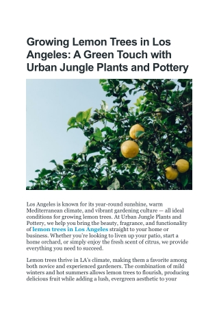 Discover Lush Lemons Trees in Los Angeles | Urban Jungle Plants and Pottery