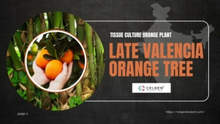 Celgen Biotech Late Valencia Orange Tree for Sale