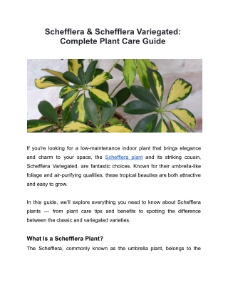 Schefflera & Schefflera Variegated Complete Plant Care Guide