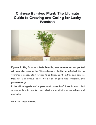 Chinese Bamboo Plant: The Ultimate Guide to Growing and Caring for Lucky Bamboo
