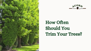 Smart Tree Trimming Tips Know the Right Time Always