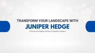Juniper Hedge: The All-Season Green Solution