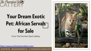 African Serval For Sale