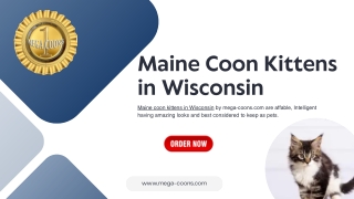 Maine Coon Kittens in Wisconsin: Heartfelt Charm and Majesty