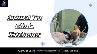 Animal Vet Clinic Kitchener: Reliable Veterinary & Animal Care in the Area