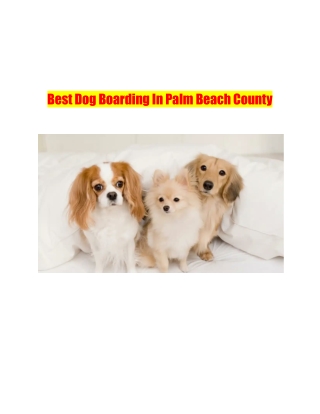 Best Dog Boarding In Palm Beach County