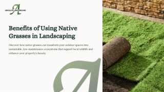 Transform Your Yard with Native Grasses