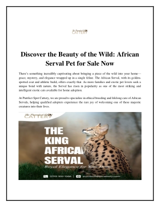 Discover the Beauty of the Wild African Serval Pet for Sale Now