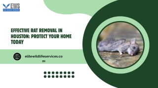 Effective Rat Removal in Houston Protect Your Home Today