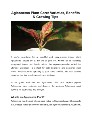 Aglaonema Plant Care: Varieties, Benefits & Growing Tips