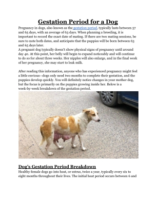 Gestation Period for a Dog