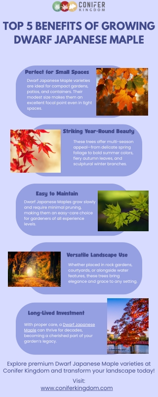 Container Gardens Love Dwarf Japanese Maple