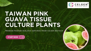 Shop High-Yield Taiwan Pink Guava Plants Online from Celgen Biotech