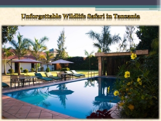Unforgettable Wildlife Safari in Tanzania