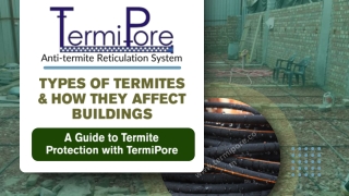 Types of Termites & How They Affect Buildings