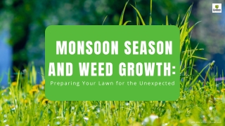 Monsoon Season and Weed Growth Preparing Your Lawn for the Unexpected