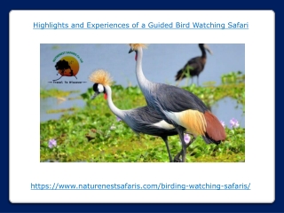 Highlights and Experiences of a Guided Bird Watching Safari