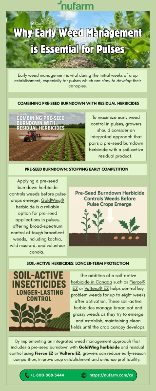 Why Early Weed Management is Essential for Pulses