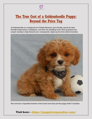 The True Cost of a Goldendoodle Puppy: Beyond the Price Tag