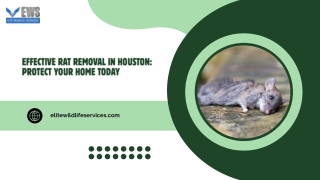 Effective Rat Removal in Houston Protect Your Home Today
