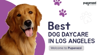 Luxury Dog Hotels in Los Angeles CA – Puparazzi Dog Daycare & Boarding
