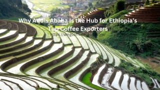 Why Addis Ababa Is the Hub for Ethiopia’s Top Coffee Exporters