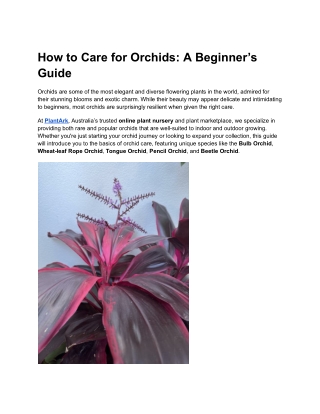 Beginner’s Guide to Orchid Care _ PlantArk Australia