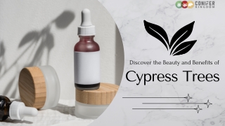 Bring Structure and Elegance with Cypress Trees