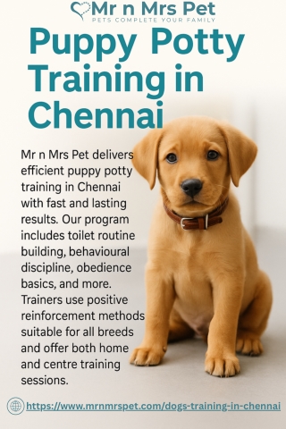 Puppy Potty Training in Chennai