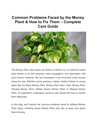 Common Problems Faced by the Money Plant & How to Fix Them – Complete Care Guide