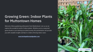 Sleek Indoor Plants in Muttontown - Bring Nature Indoors