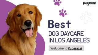 Premium Dog Daycare in Los Angeles – Puparazzi LA