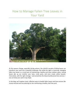 How to Manage Fallen Tree Leaves in Your Yard