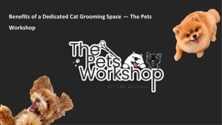 Benefits of a Dedicated Cat Grooming Space — The Pets Workshop