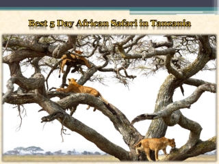 Best 5 Day African Safari in Tanzania