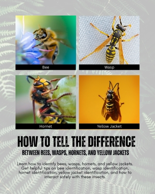 How to Tell the Difference Between Bees, Wasps, Hornets, and Yellow Jackets